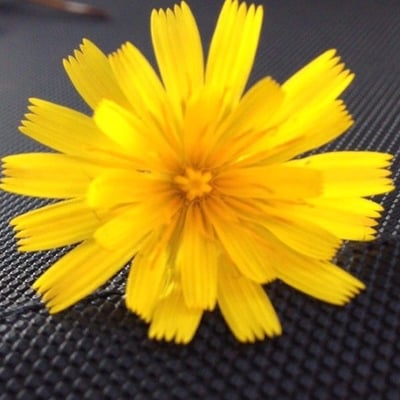 Hieracium umbellatum — flower