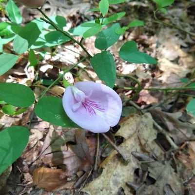 Clitoria mariana — flower