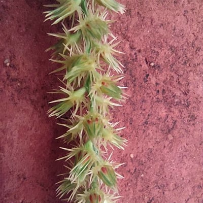 Cenchrus biflorus — flower