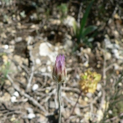 Xeranthemum inapertum — flower