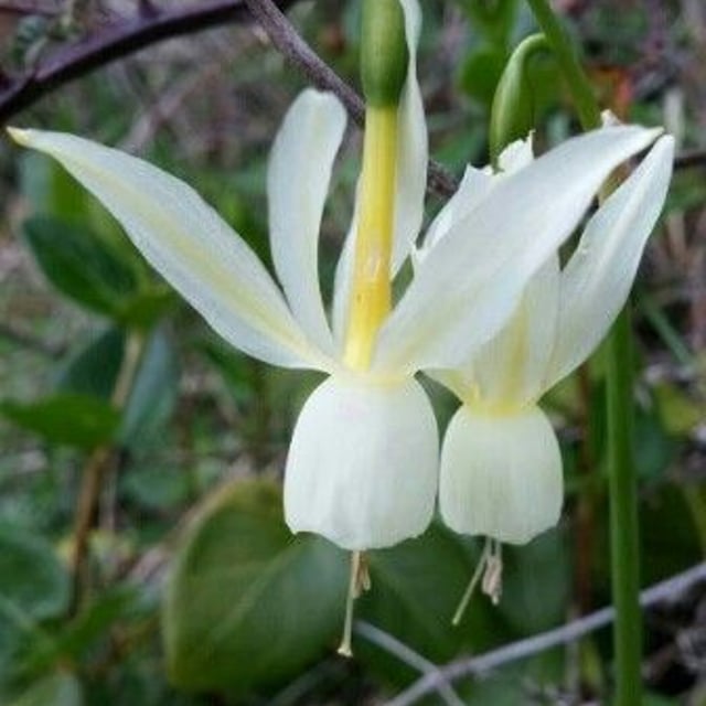 Narcissus triandrus — flower