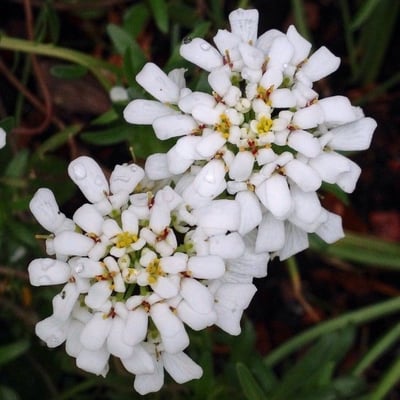 Iberis sempervirens — flower