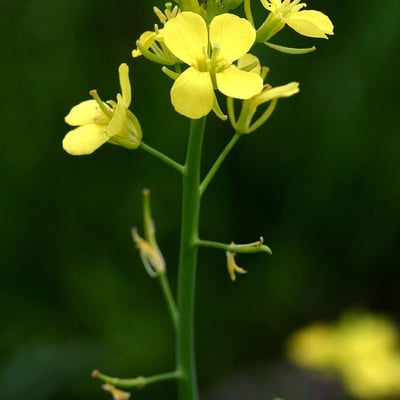 Brassica juncea — flower