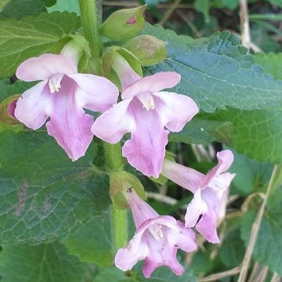 Melittis melissophyllum — flower