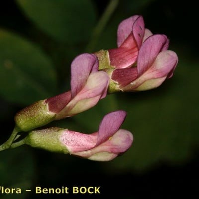 Vicia dumetorum — flower