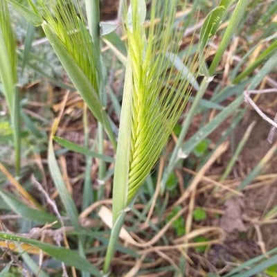 Hordeum murinum — flower