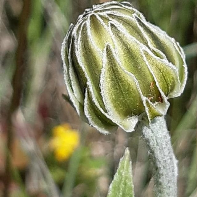 Crepis albida — flower