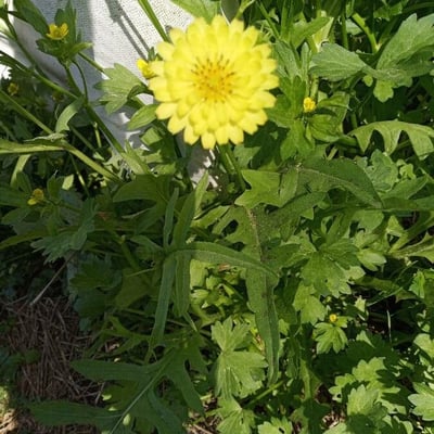 Pyrrhopappus carolinianus — flower
