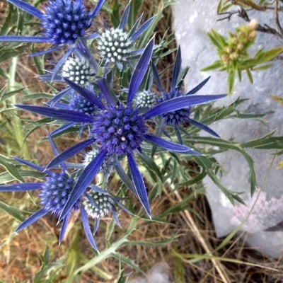 Eryngium bourgatii — flower