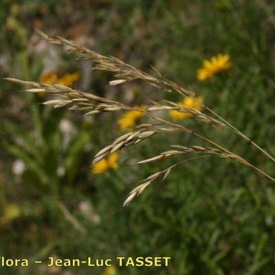Helictotrichon sempervirens — flower