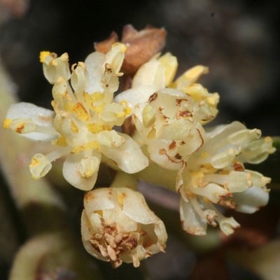 Laurus azorica — flower