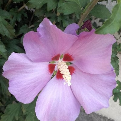Hibiscus syriacus — flower