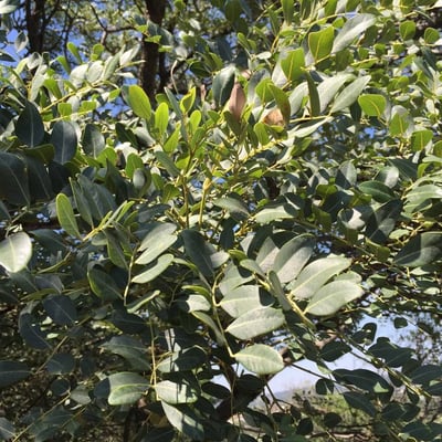 Burkea africana — leaf