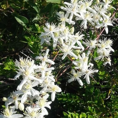 Clematis flammula — flower