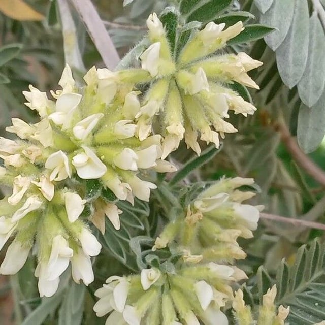 Anthyllis barba-jovis — flower