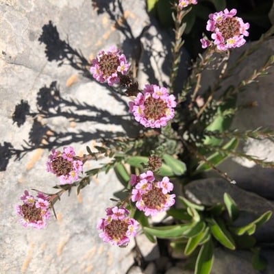 Aethionema saxatile — flower