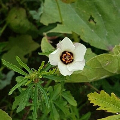 Hibiscus trionum — flower
