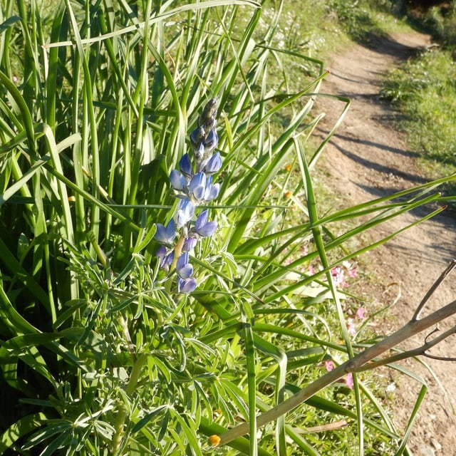 Lupinus angustifolius — flower