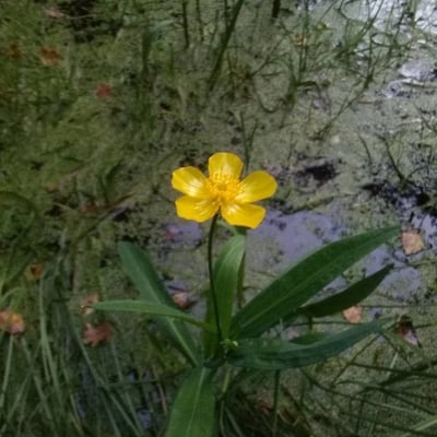 Ranunculus lingua — flower