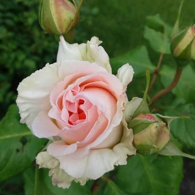 Rosa gallica — flower
