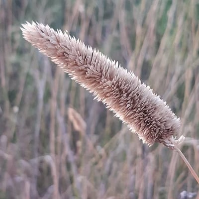 Phalaris aquatica — flower