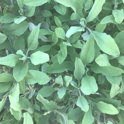 Salvia blancoana — leaf