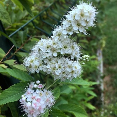 Spiraea alba — flower