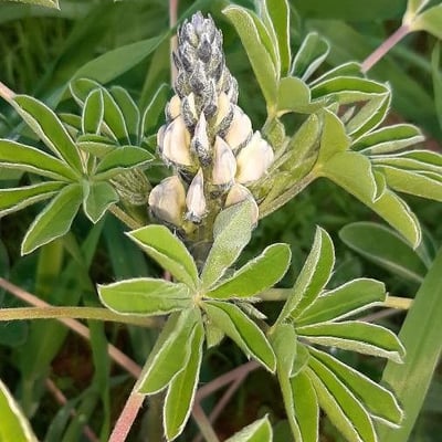 Lupinus albus — flower