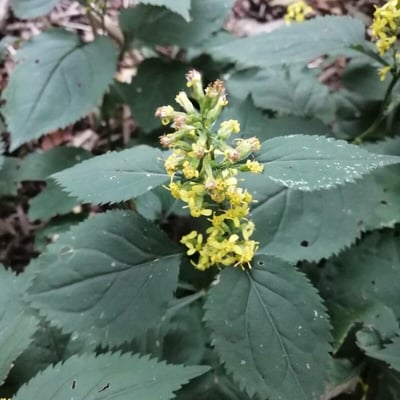Solidago flexicaulis — flower