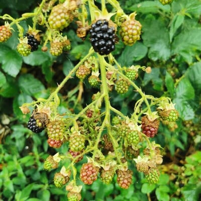 Rubus montanus — flower