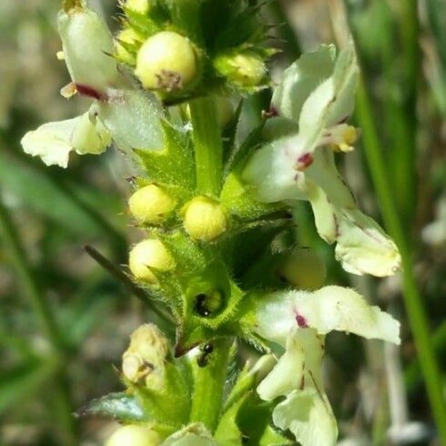 Stachys recta — flower