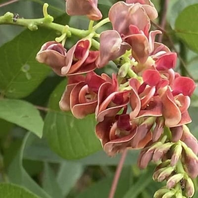 Apios americana — flower