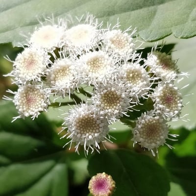 Ageratina adenophora — flower