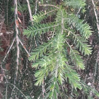 Melaleuca lanceolata — leaf