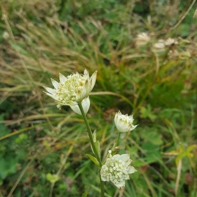 Astrantia minor — flower
