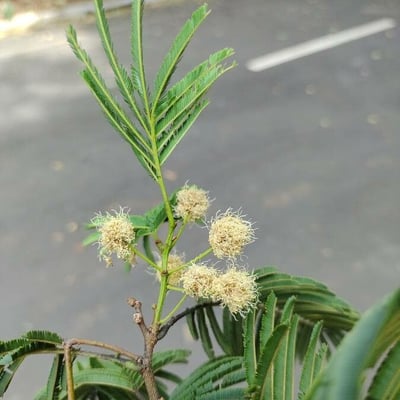 Anadenanthera colubrina — flower