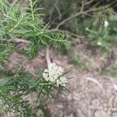 Cassinia aculeata — flower