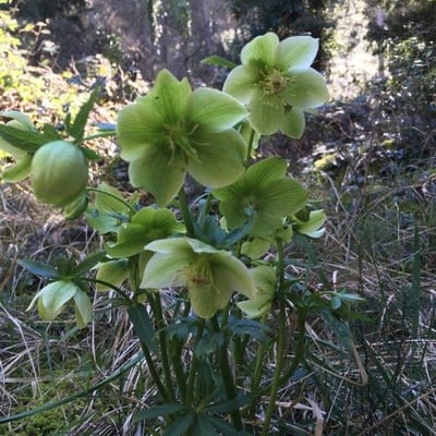 Helleborus viridis — flower