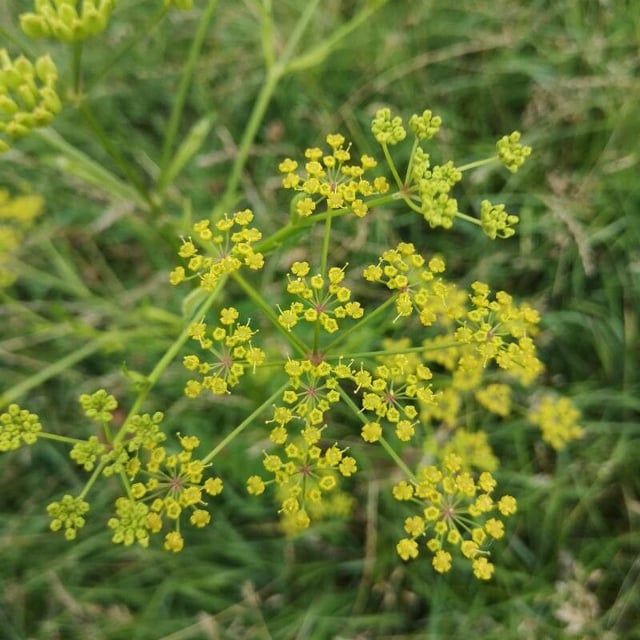 Pastinaca sativa — flower