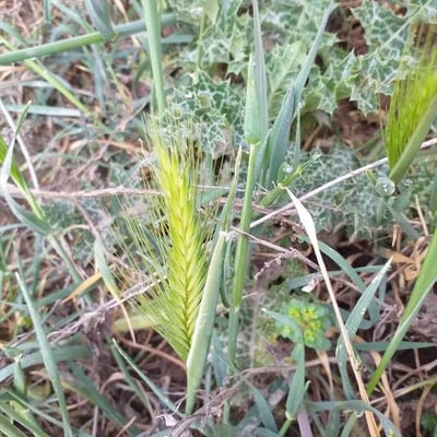 Hordeum murinum — flower