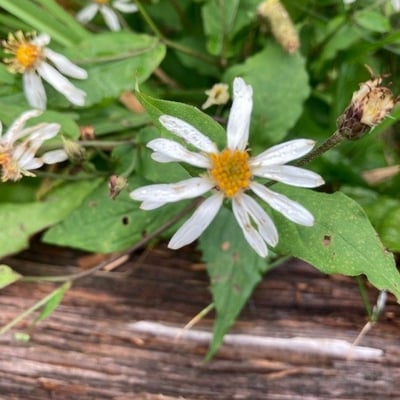 Oclemena acuminata — flower