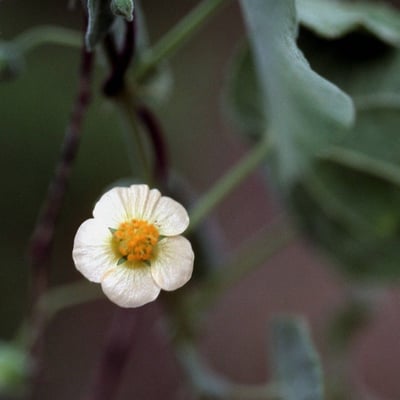 Herissantia crispa — flower