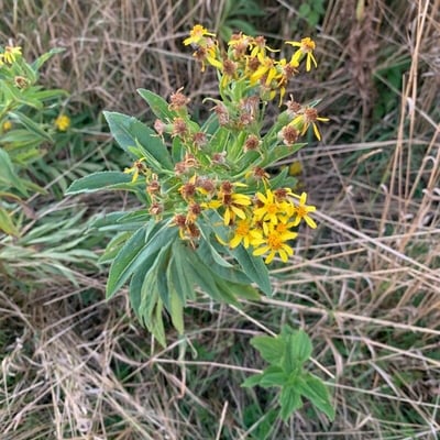 Senecio sarracenicus — flower