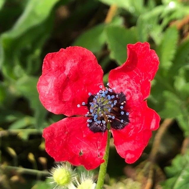 Papaver hybridum — flower