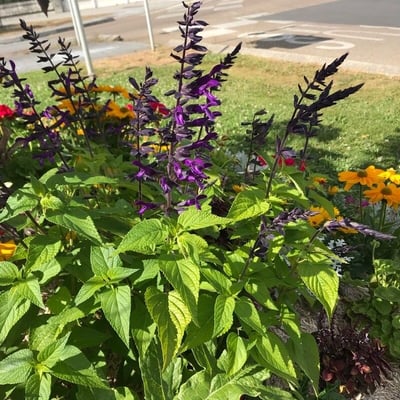 Salvia tiliifolia — flower
