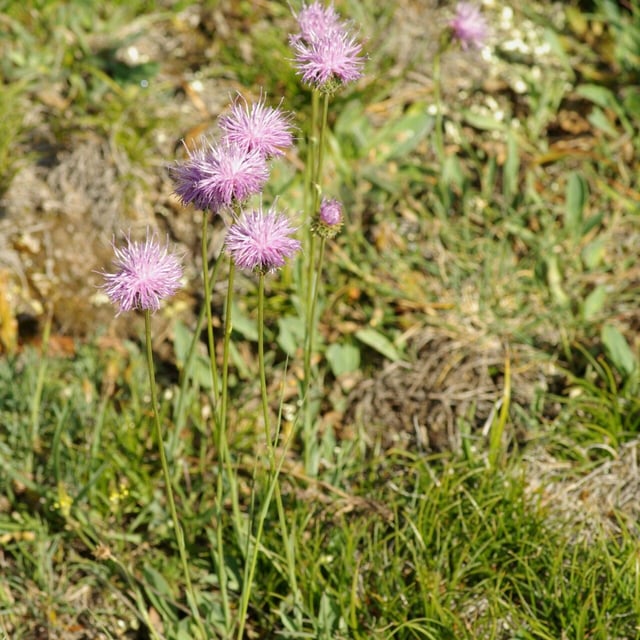Klasea nudicaulis — flower