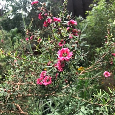 Leptospermum scoparium — flower