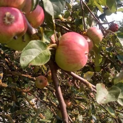Malus pumila — flower