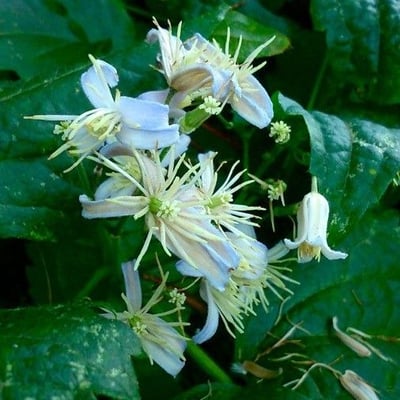 Clematis virginiana — flower