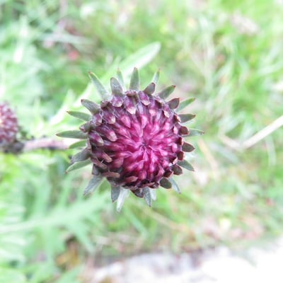 Cirsium rivulare — flower